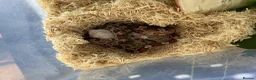 Corn Snake reptiles for sale: 2 year old corn snake with complete set up - Advert 5