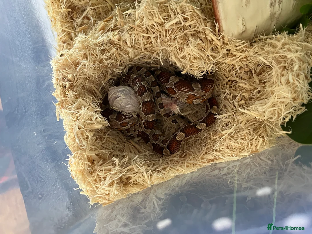 Corn Snake reptiles for sale: 2 year old corn snake with complete set up - Advert 5