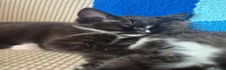Mixed Breed cats for sale: 3 black and white tuxedo kittens, 2 male 1 female - Advert 4