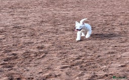 Utonagan dogs for sale: Last 2 Husky (Utonagon) Puppies - READY NOW - Image 27