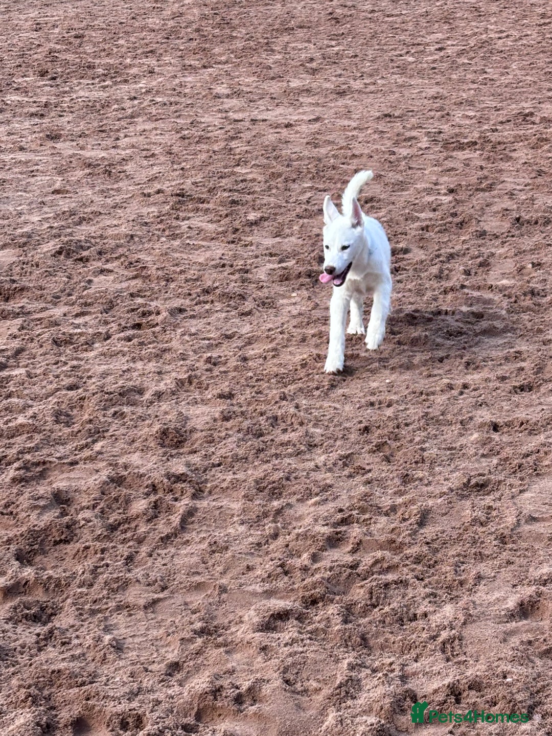 Utonagan dogs for sale: Last 2 Husky (Utonagon) Puppies - READY NOW - Image 27