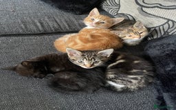 Domestic Shorthair cats for sale: 2 Ginger male kittens available  - Image 1