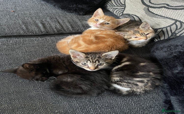 Domestic Shorthair cats - Advert 3