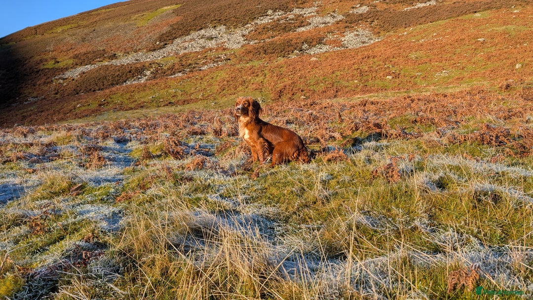 Cocker Spaniel dogs for sale: Adorable Working Cocker Puppies - Image 12