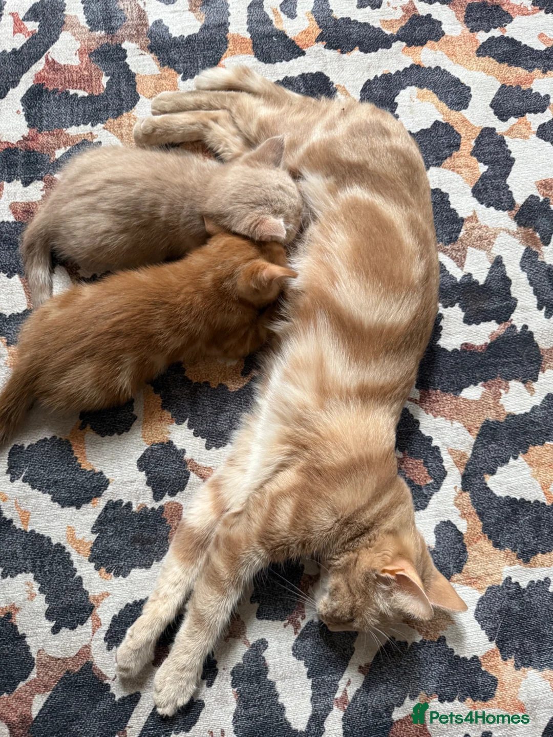 Mixed Breed cats for sale: Rare ginger female kitten!!  - Advert 4