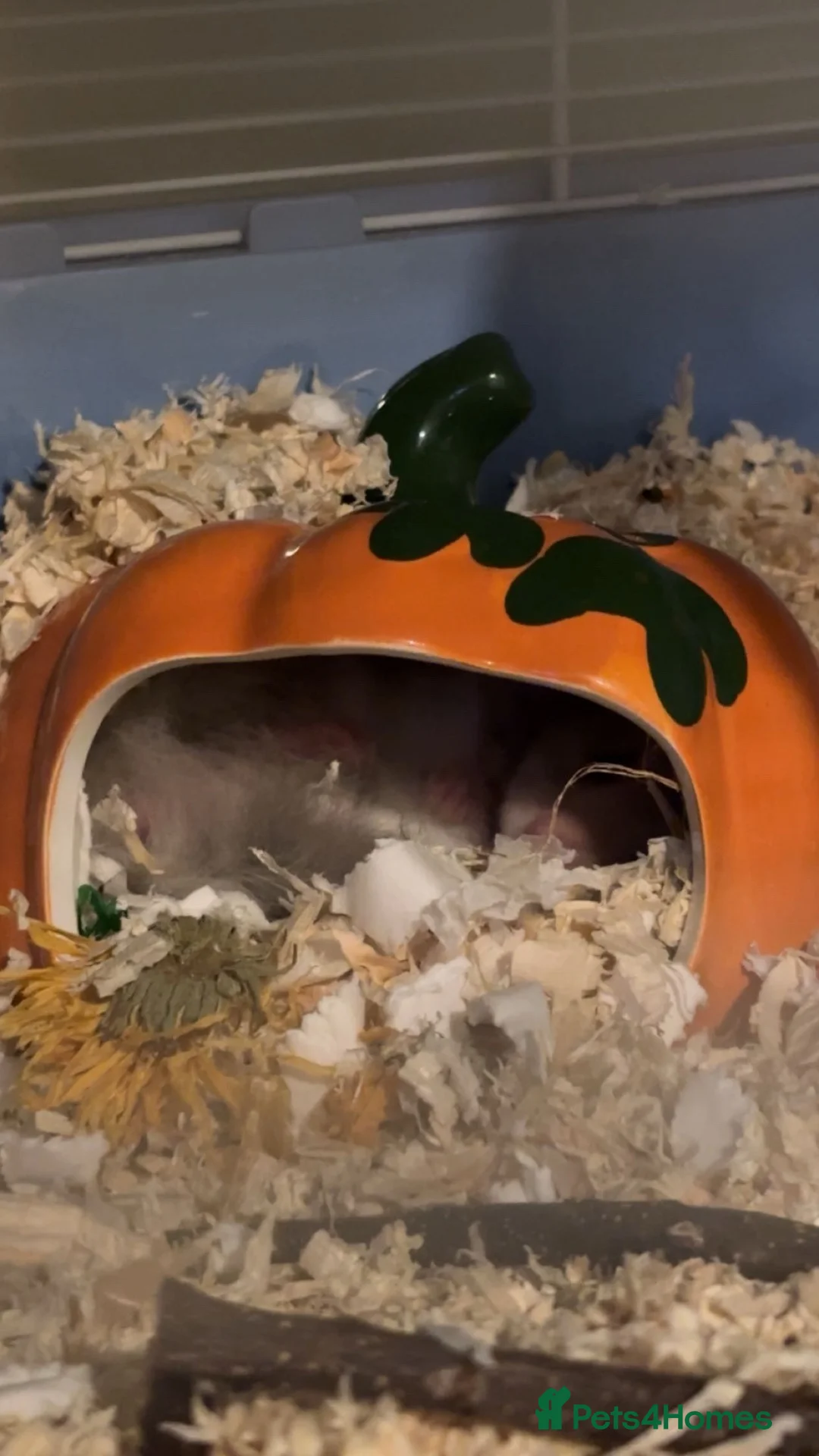 Hamster rodents for sale: Syrian Hamster  in Warwick - Advert 2