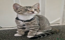 Mixed Breed cats for sale: Adorable kittens in London(SE18)😻💓😻 - Image 6