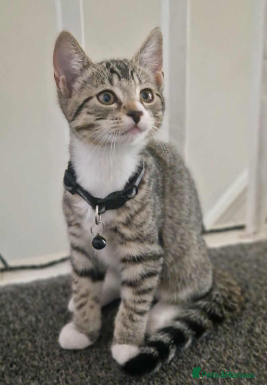Mixed Breed cats for sale: Adorable kittens in London(SE18)😻💓😻 - Image 6