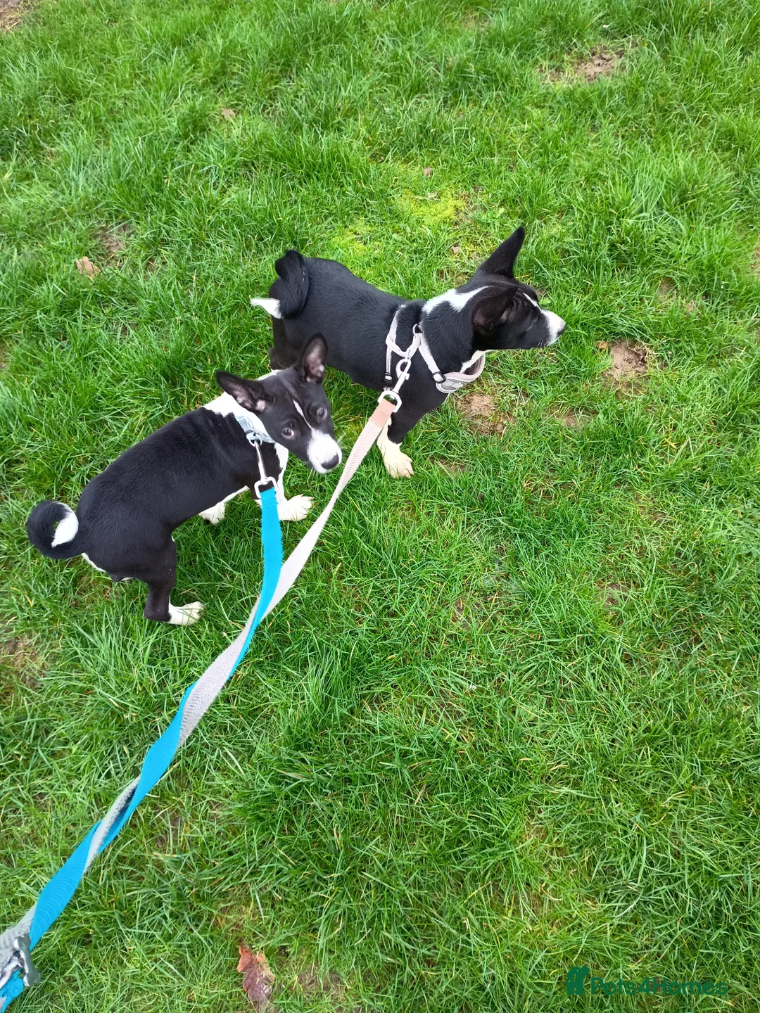 Basenji dogs for sale: Top quality lines pedigree Basenji pups.Ready now. - Advert 6