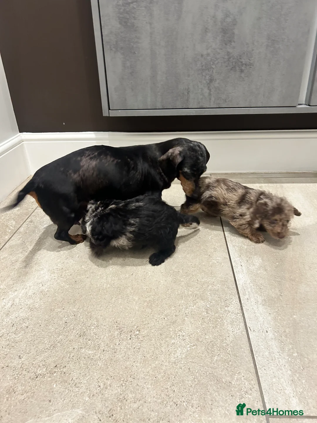 Doxiepoo dogs for sale: Daxipoo puppy (dachshund X poodle)  - Advert 2