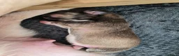 Welsh Corgi Pembroke dogs for sale: KC Beautiful Welsh Pembroke Corgi puppies. - Advert 12