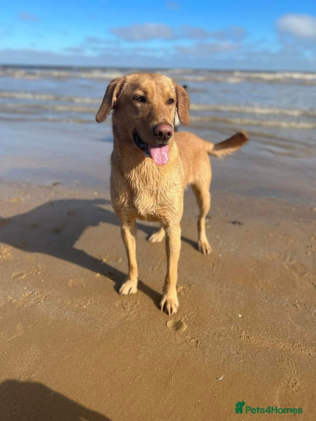 Labrador Retriever dogs for stud: ⭐️REGGIE⭐️ PROVEN KC REG WORKING LABRADOR STUD in Chelmsford - Advert 8