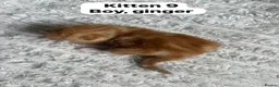 Mixed Breed cats for sale:  9 gorgeous kittens.  - Advert 20