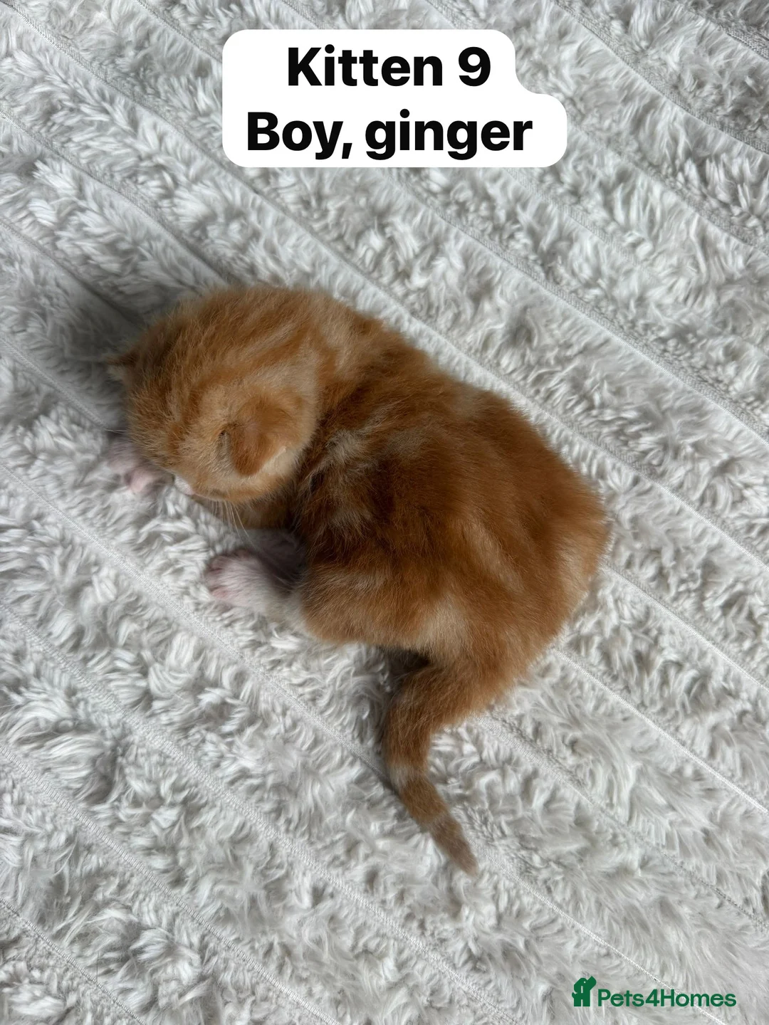 Mixed Breed cats for sale:  9 gorgeous kittens.  - Advert 20