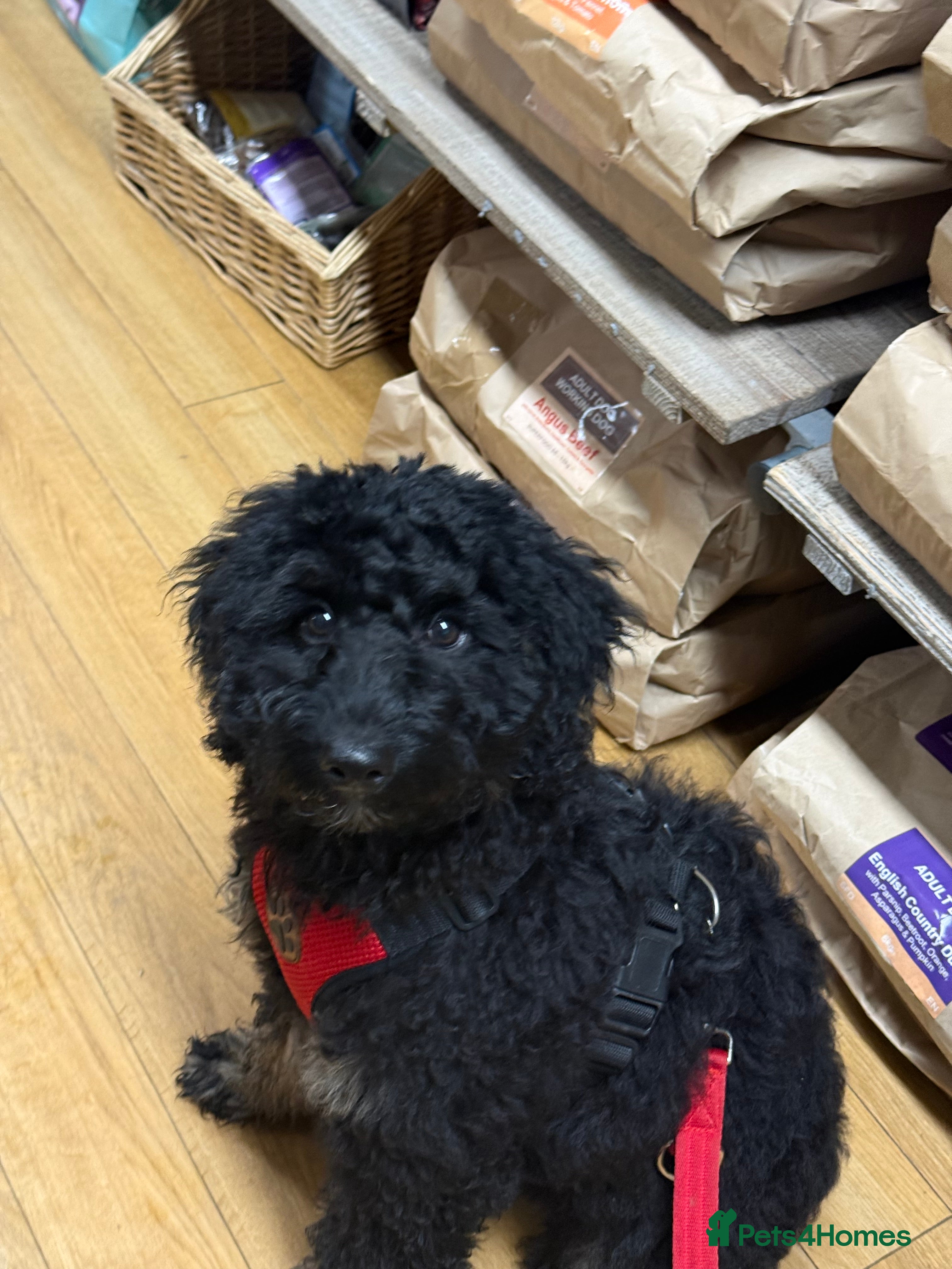 Bernedoodle dogs Ready to go Miniature Bernedoodle - Advert 2