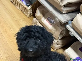 Bernedoodle dogs Ready to go Miniature Bernedoodle - Advert 2