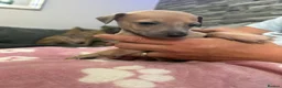 Mixed Breed dogs for sale: Italian greyhound 3/4 and 1/4 whippet puppies  - Advert 5