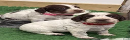 Cocker Spaniel dogs for sale: Gorgeous working cocker spaniel puppies - Advert 3