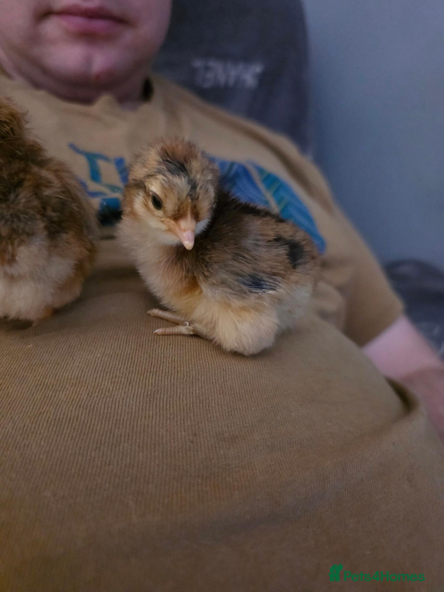 Chickens poultry Week old chicks available - Advert 1