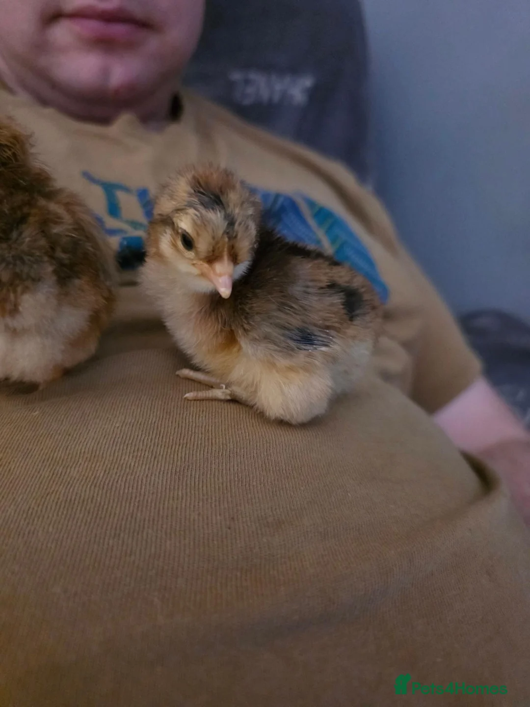 Chickens poultry for sale: Week old chicks available - Advert 1