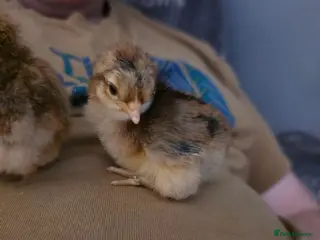 Chickens poultry Week old chicks available - Advert 1