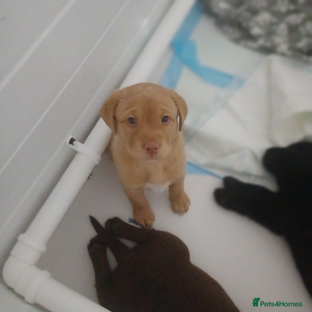 Labrador Retriever dogs for sale: Labrador puppies - Advert 9