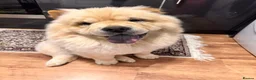 Chow Chow dogs for sale: Chow chow in Crewe - Advert 6