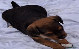 Mixed Breed dogs for sale: Border lakeland jack Russel puppies  - Image 9
