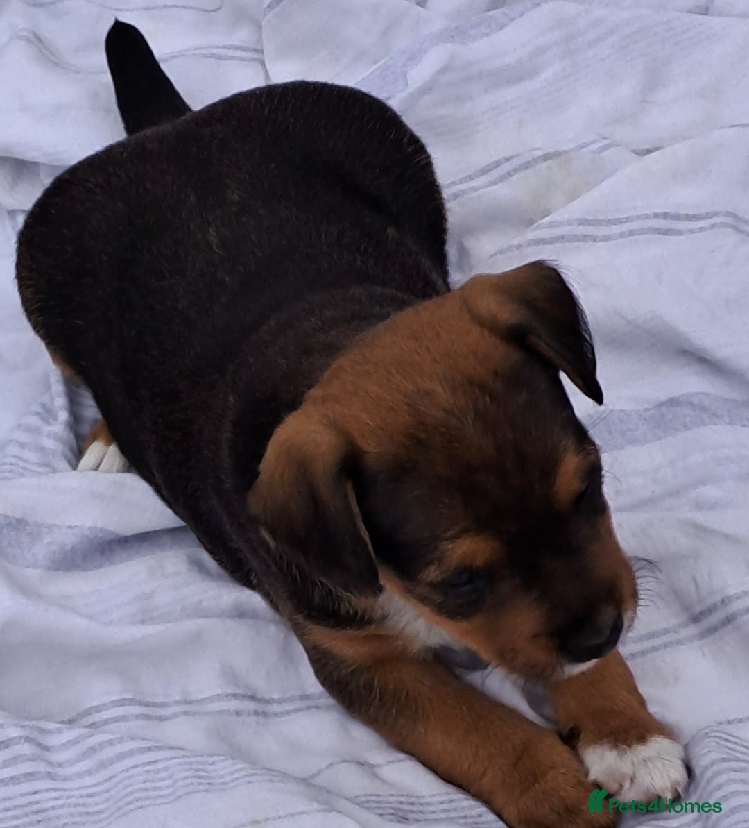 Mixed Breed dogs for sale: Border lakeland jack Russel puppies  - Image 9
