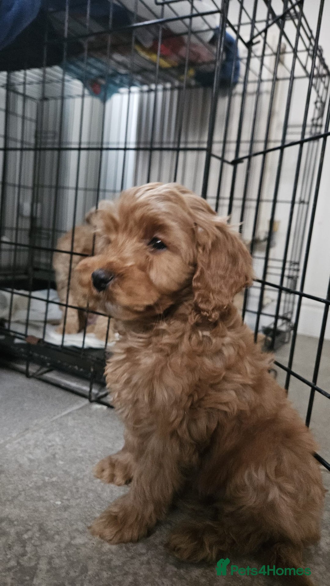 Cockapoo dogs for sale: Cockapoo puppies  - Advert 11