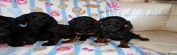 Mixed Breed dogs for sale: I have 6 beautiful Docker spaniels for sale - Advert 1