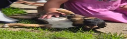 Jack Russell dogs for stud: Miniature jack russell - Advert 7