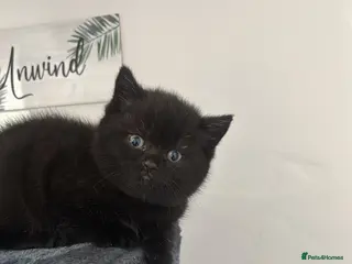 Mixed Breed cats ONE REMAINING British shorthair x - Advert 10