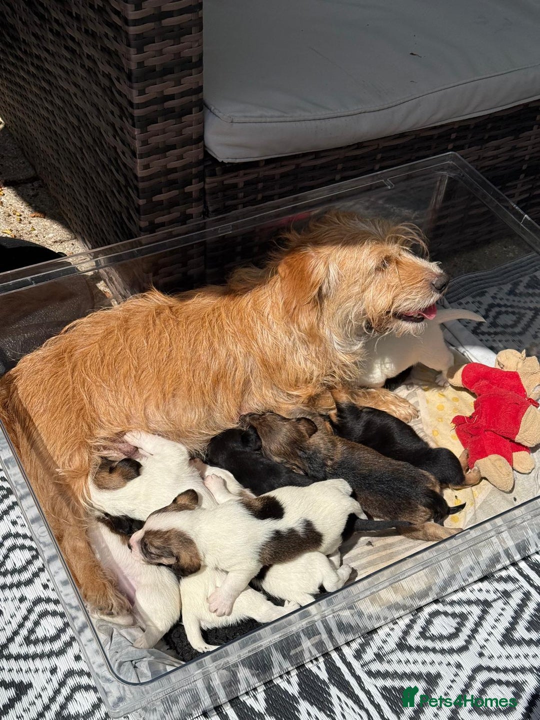 Mixed Breed dogs for sale: Jack Russel Pups in Machynlleth - Image 17