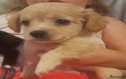 Mixed Breed dogs for sale: Beautiful Pomeranian x jackrussel - Image 5