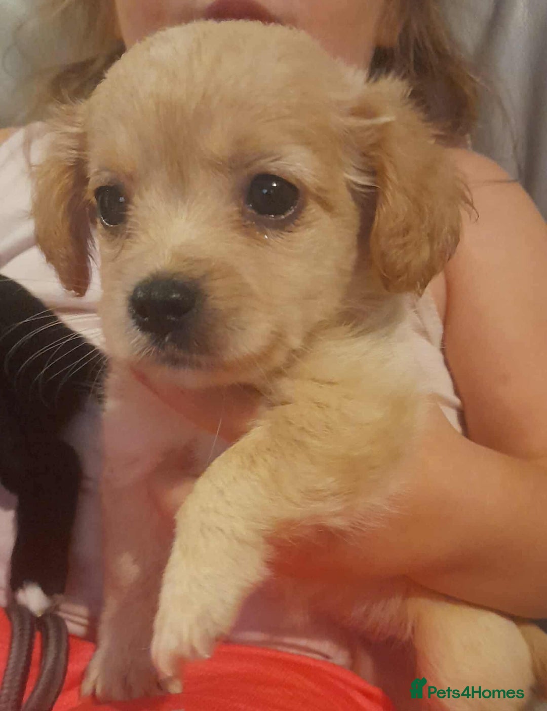 Mixed Breed dogs for sale: Beautiful Pomeranian x jackrussel - Image 5