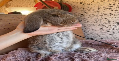 French Lop rabbits - Advert 2