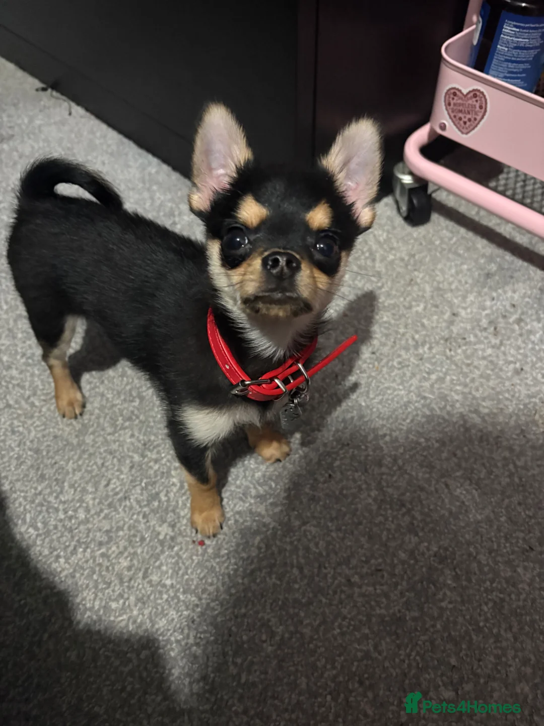 Chihuahua dogs for sale: 6 month old chihuahua  - Advert 2
