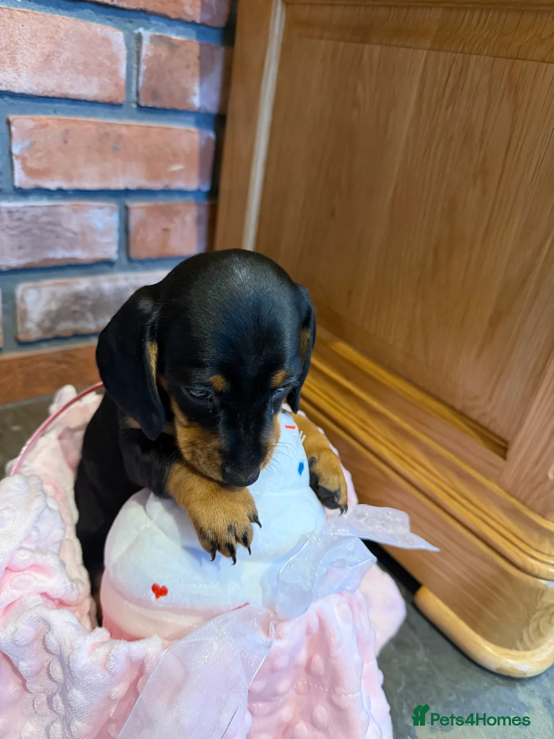 Dachshund dogs for sale: Miniature dachshunds  - Advert 8