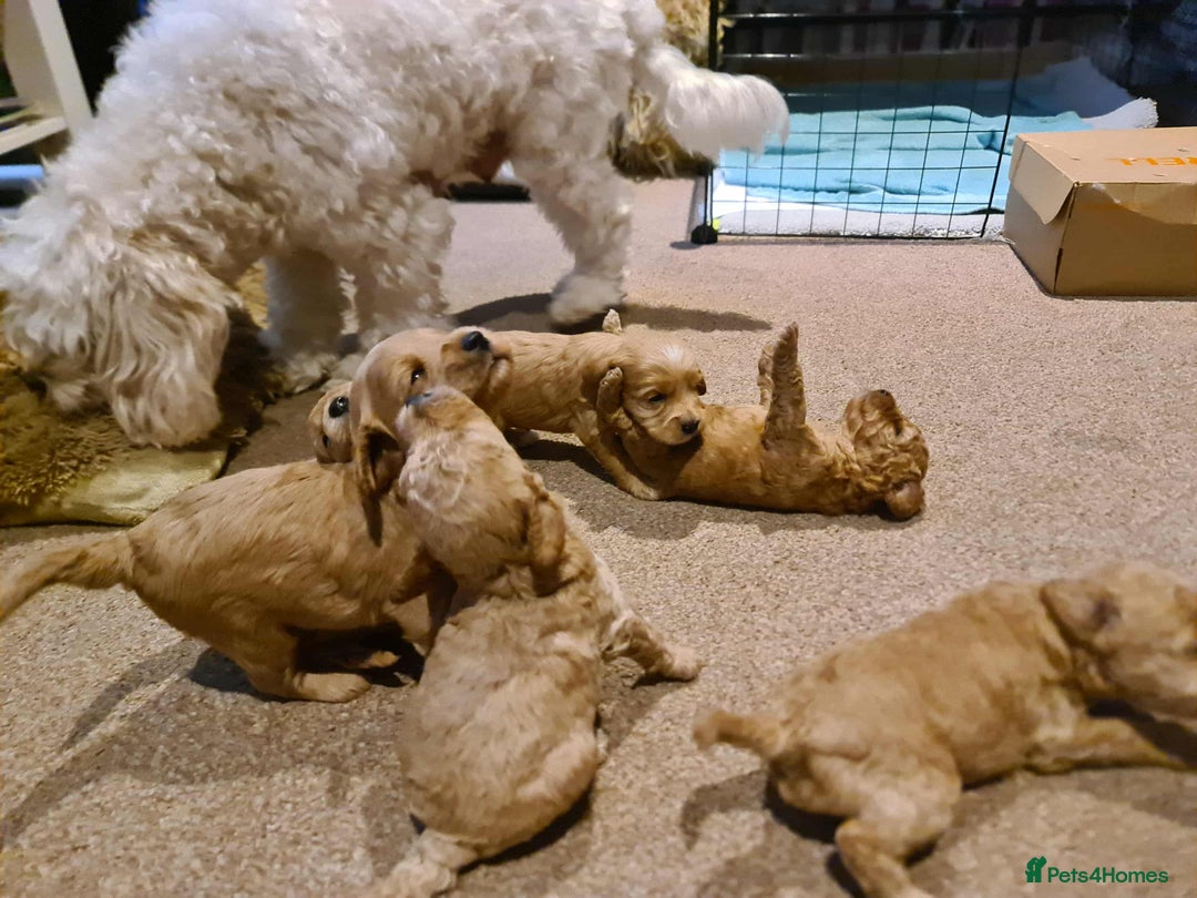 Cockapoo dogs for sale: Beautiful cockapoo girl pup - Advert 13