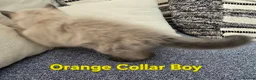 Ragdoll cats for sale: Beautiful ragdolls - Advert 16