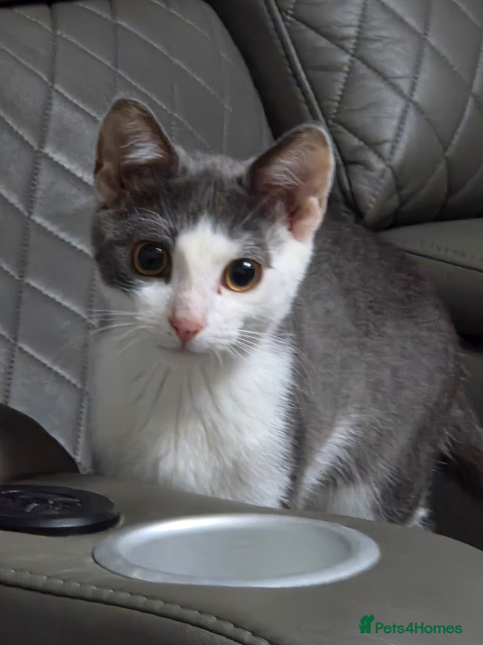 Mixed Breed cats 5 month old male grey and white kitten - Advert 12