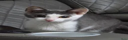 Mixed Breed cats for sale: 5 month old male grey and white kitten - Advert 1