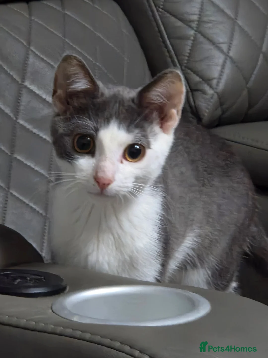 Mixed Breed cats for sale: 5 month old male grey and white kitten - Advert 1