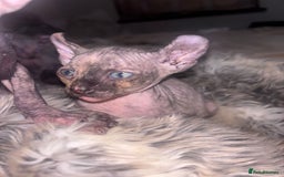 Sphynx cats for sale: Half Elf sphynx  - Image 11