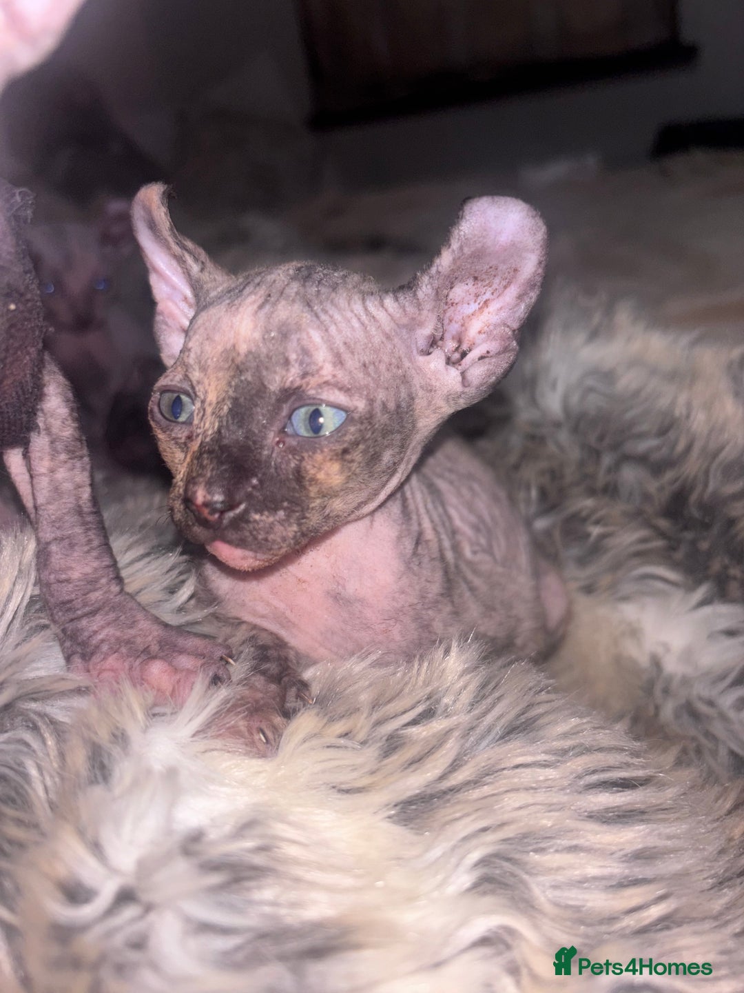 Sphynx cats for sale: Half Elf sphynx  - Image 11