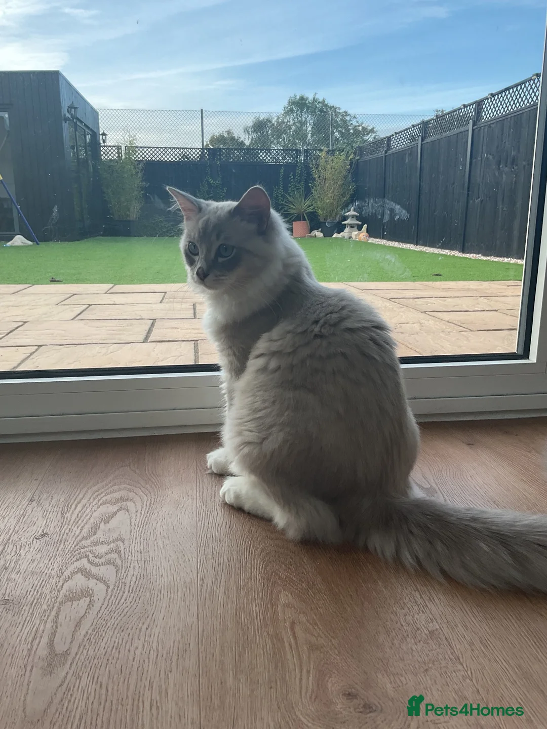 Ragdoll cats for sale: Beautiful 5 month old Mink Lynx Ragdoll - Advert 4