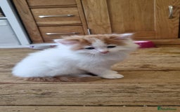Mixed Breed cats for sale: Adorable Kittens. Ginger males - Image 6