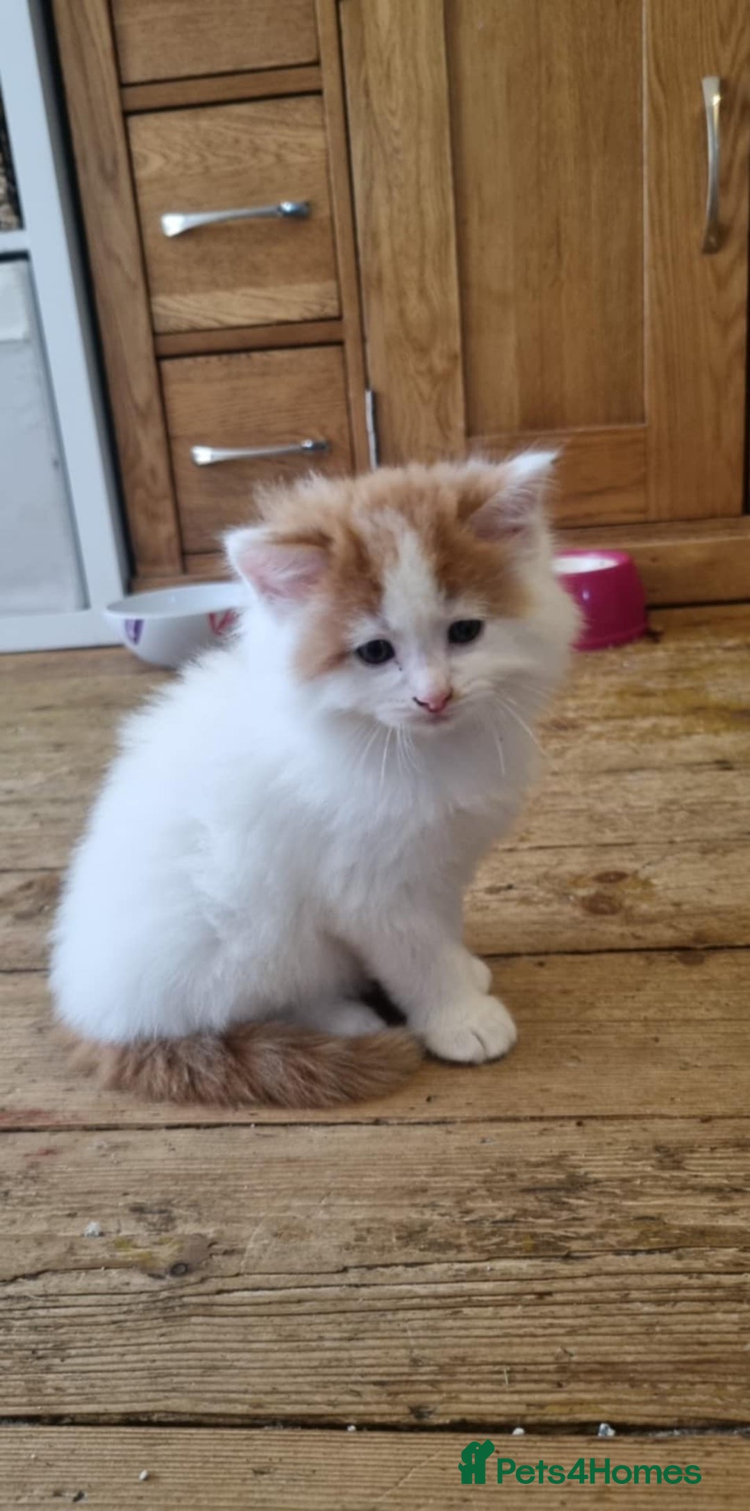 Mixed Breed cats for sale: Adorable Kittens. Ginger males - Image 6