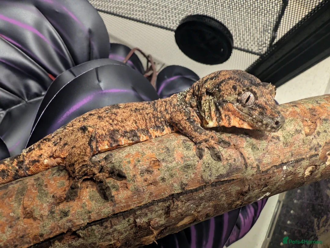 Mixed Breed reptiles for sale: Various reptiles looking for new homes - Advert 1